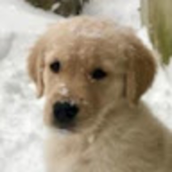 Meet your Posher, Elena - Picture 1 of 1